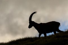 2017-08-31_50_Grossglockner_Steinboecke_8143_RH