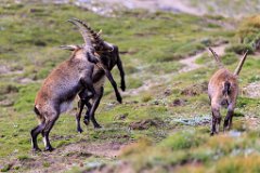 2017-08-31_51_Grossglockner_Steinboecke_8206_RH