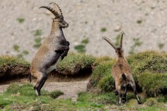 2017-08-31_52_Grossglockner_Steinboecke_8236_RH