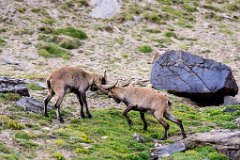 2017-08-31_53_Grossglockner_Steinboecke_8310_RH
