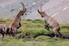 2017-08-31_54_Grossglockner_Steinboecke_8366_RH
