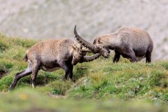 2017-08-31_55_Grossglockner_Steinboecke_8370_RH