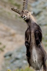2017-08-31_56_Grossglockner_Steinboecke_8388_RH