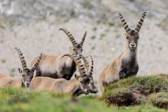 2017-08-31_57_Grossglockner_Steinboecke_8375_RH