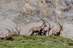 2017-08-31_58_Grossglockner_Steinboecke_8381_RH
