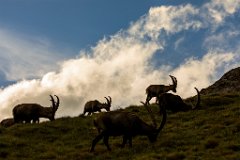 2017-08-31_59_Grossglockner_Steinboecke_8398_RH