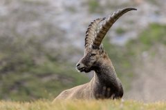 2017-08-31_60_Grossglockner_Steinboecke_8473_RH