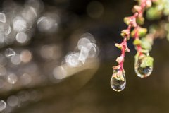 2017-08-31_63_Grossglockner_Wasserspiele_0233_RH