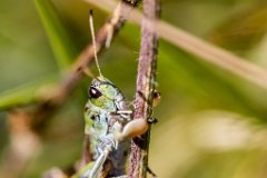 2017-08-31_64_Grossglockner_Heuschrecke_0237_RH