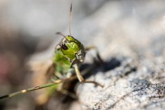2017-08-31_65_Grossglockner_Heuschrecke_0318_RH
