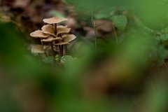 2017-08-31_69_Schwammerl_8528_RH