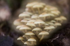 2017-08-31_70_Schwammerl_8546_RH