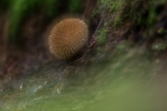 2017-08-31_71_Igelbovist_8556_RH