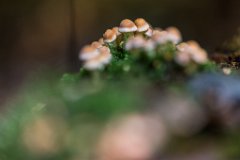 2017-08-31_72_Schwammerl_8561_RH