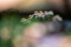 2017-08-31_73_Schwammerl_8566_RH