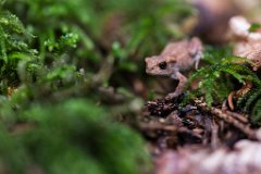 2017-08-31_74_Grasfrosch_8592_RH