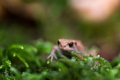 2017-08-31_75_Grasfrosch_8606_RH