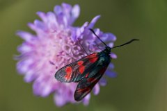 2017-08-31_76_Haspelmoor_8664_RH