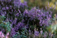 2017-08-31_77_Haspelmoor_8698_RH