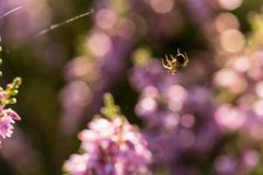 2017-08-31_78_Haspelmoor_8707_RH