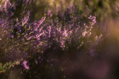 2017-08-31_79_Haspelmoor_8741_RH