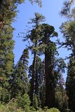 2017-07-29_005_Sequoia_National_Park_KB