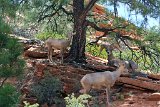 2017-08-14_032_Zion_National_Park_KB