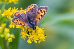 2017-09-30_01_Kleiner_Feuerfalter_8788_RH