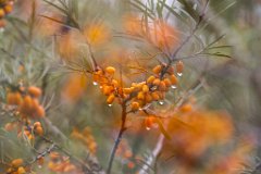 2017-09-30_04_Sanddorn_8760_RH