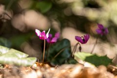 2017-09-30_12_Suedsteiermark_Cyclamen_9211_RH