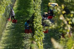 2017-09-30_13_Suedsteiermark_Weinlese_9219_RH