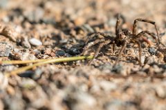 2017-09-30_16_Suedsteiermark_Tarantel_9237_RH