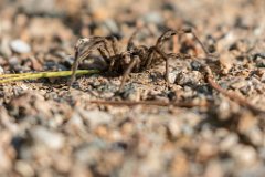 2017-09-30_17_Suedsteiermark_Tarantel_9244_RH