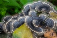 2017-09-30_19_Suedsteiermark_Schmetterlingstramete_9507_RH