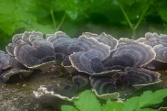 2017-09-30_20_Suedsteiermark_Schmetterlingstramete_9523_RH