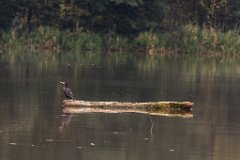 2017-09-30_21_Suedsteiermark_Kormoran_auf_der_Mur_9559_RH