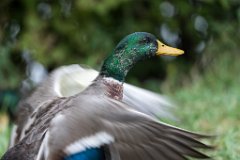 2017-09-30_24_Suedsteiermark_Stockerpel_9579_RH