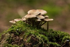 2017-09-30_25_Suedsteiermark_Attemsmoor_9628_RH