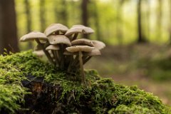 2017-09-30_26_Suedsteiermark_Attemsmoor_9646_RH