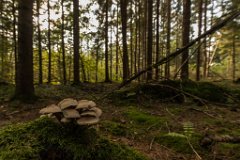 2017-09-30_27_Suedsteiermark_Attemsmoor_9651_RH