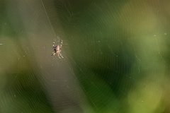 2017-09-30_28_Suedsteiermark_Attemsmoor_9669_RH