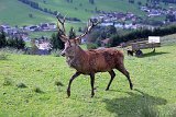 2017-09-18_79_MFC_Wildschoenau_Niederau_TF
