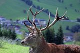 2017-09-18_80_MFC_Wildschoenau_Niederau_TF