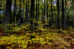 2017-10-31_02_Schoenwald_1772_RH