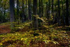 2017-10-31_03_Schoenwald_1776_RH