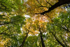 2017-10-31_04_Schoenwald_1782_RH