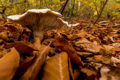 2017-10-31_05_Schoenwald_1808_RH