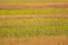 2017-10-31_06_Ampermoos_0378_RH