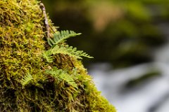 2017-10-31_40_Gollinger_Wasserfall_2334_RH