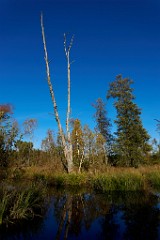 2017-10-11_001_Herbst_im_Roten_Moos_WP